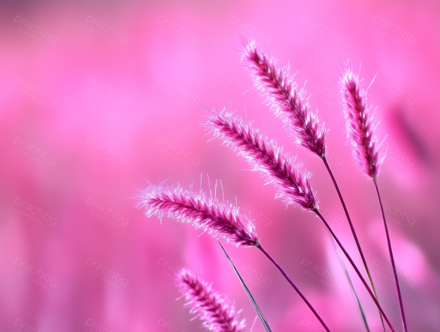 Sierlijke Roze Pluimen