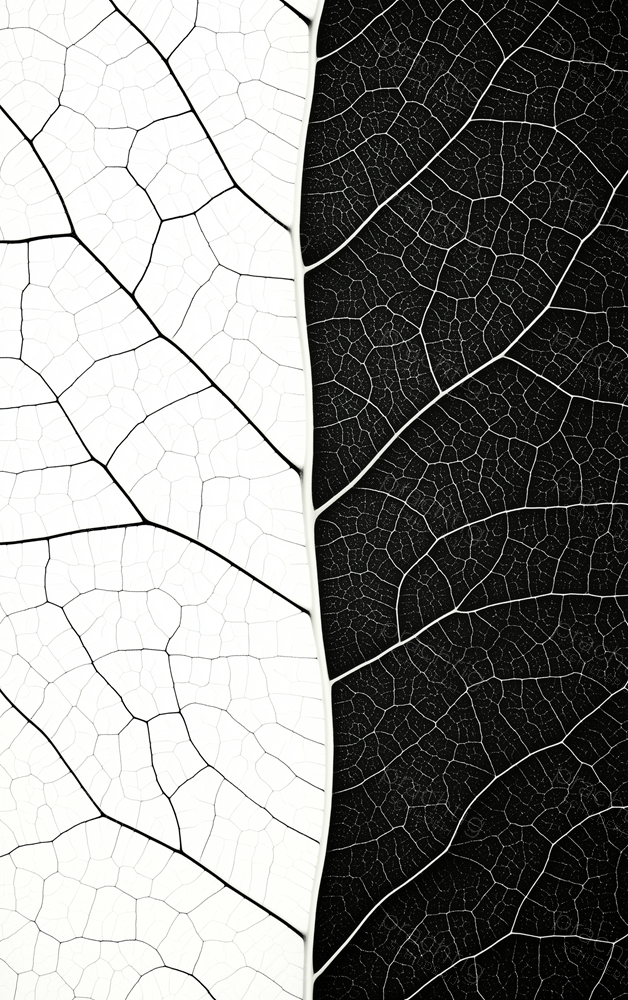 Contrast in Bladnerven